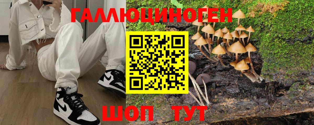 Псилоцибиновые грибы Psilocybe Кунгур