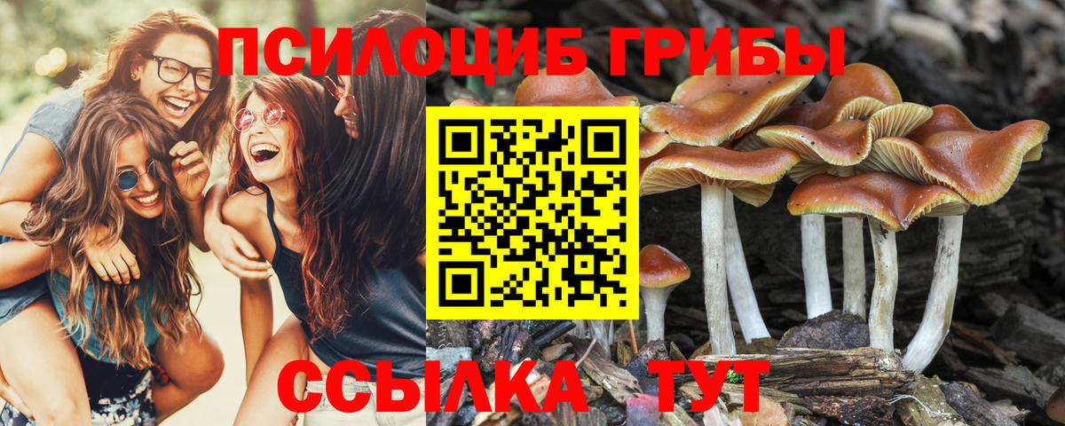 Псилоцибиновые грибы Psilocybe  Вход с VPN  Кунгур 